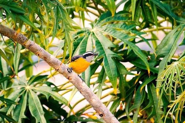 Free download bird bananaquit ornithology species free picture to be edited with GIMP free online image editor