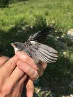 Free download Bird banding at McMaster Forest  free photo or picture to be edited with GIMP online image editor