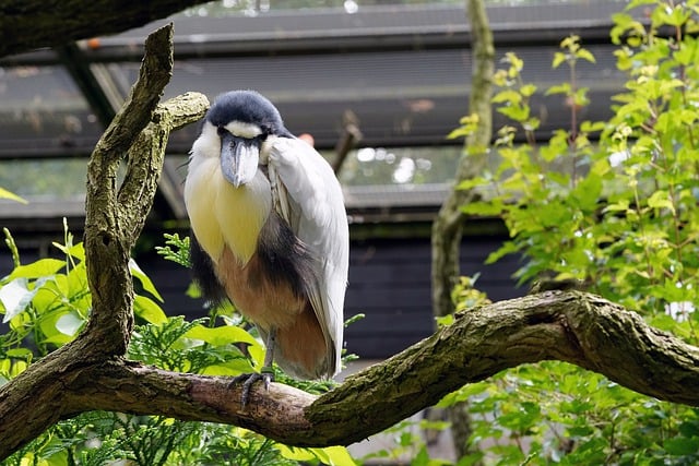 Free download bird barge beak red billed heron free picture to be edited with GIMP free online image editor