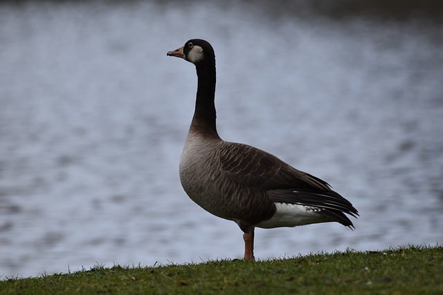 Free download bird barnacle goose animal free picture to be edited with GIMP free online image editor