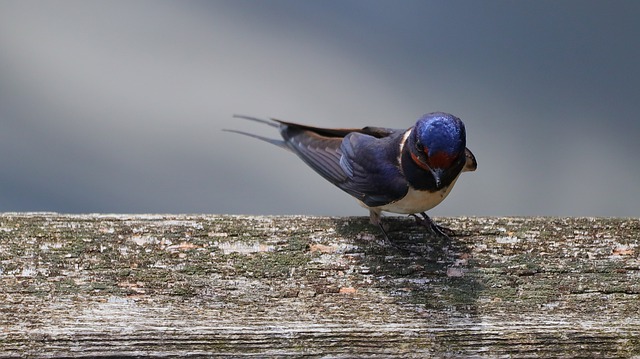 Free download bird barn swallow animal plumage free picture to be edited with GIMP free online image editor
