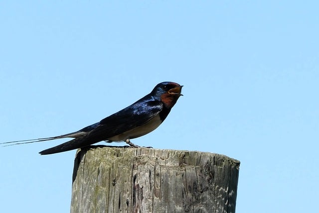 Free download bird barn swallow swallow nature free picture to be edited with GIMP free online image editor