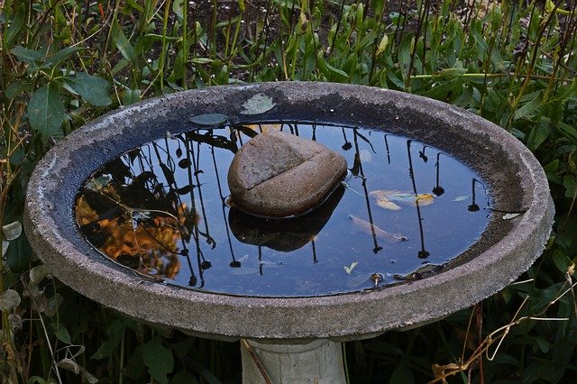 Descarga gratuita Bird Bath Water Nature: foto o imagen gratuita para editar con el editor de imágenes en línea GIMP