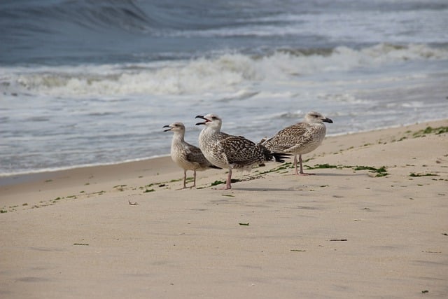 Free download bird beach sea ocean free picture to be edited with GIMP free online image editor