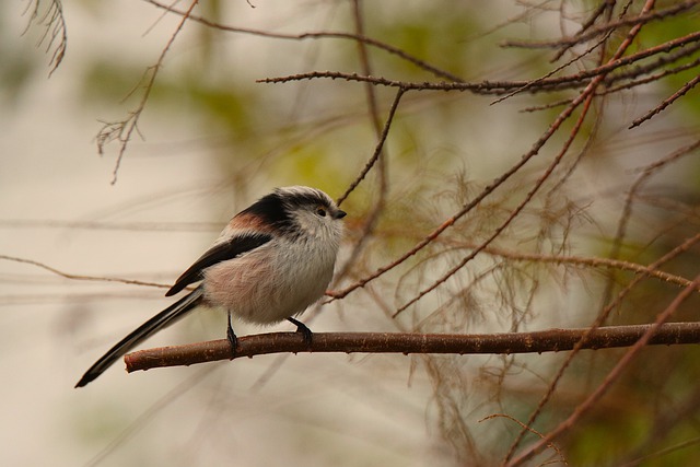 Téléchargement gratuit d'une image gratuite de plumage de plumes d'animaux de bec d'oiseau à modifier avec l'éditeur d'images en ligne gratuit GIMP