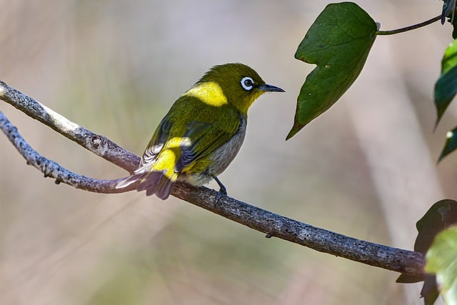 Free download bird beak down wing sitting free picture to be edited with GIMP free online image editor