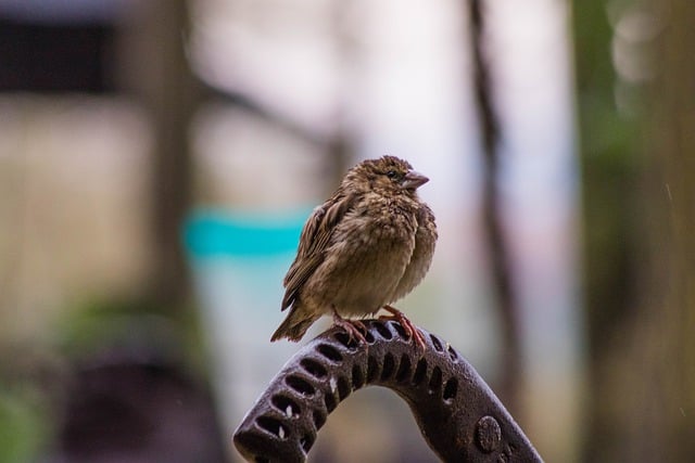 دانلود رایگان عکس حیوانات پر منقار پرنده برای ویرایش با ویرایشگر تصویر آنلاین رایگان GIMP