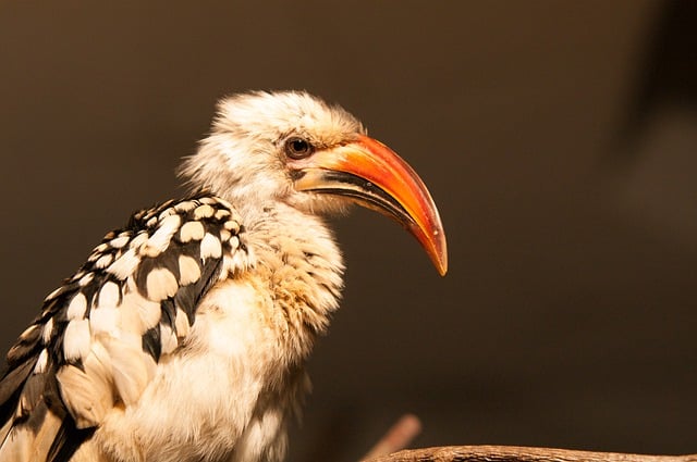Free download bird beak feathers plumage nature free picture to be edited with GIMP free online image editor