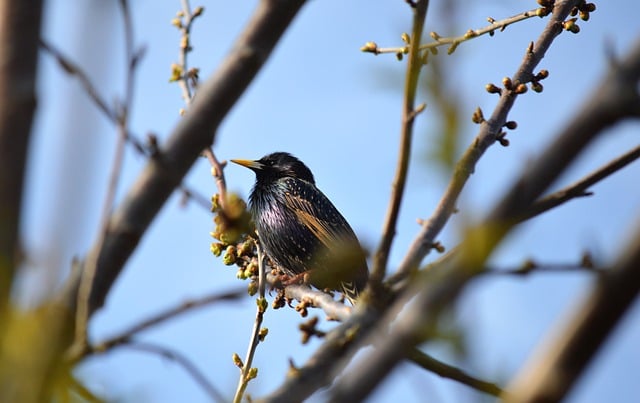 Free download bird beak feathers sparrow tree free picture to be edited with GIMP free online image editor