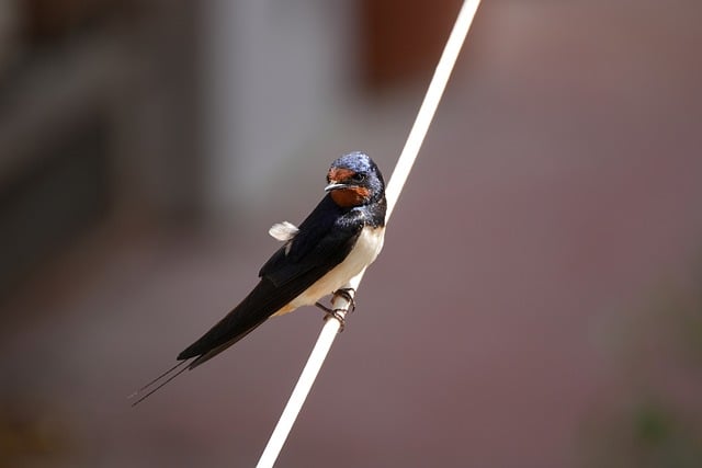 Free download bird beak feathers swallow free picture to be edited with GIMP free online image editor