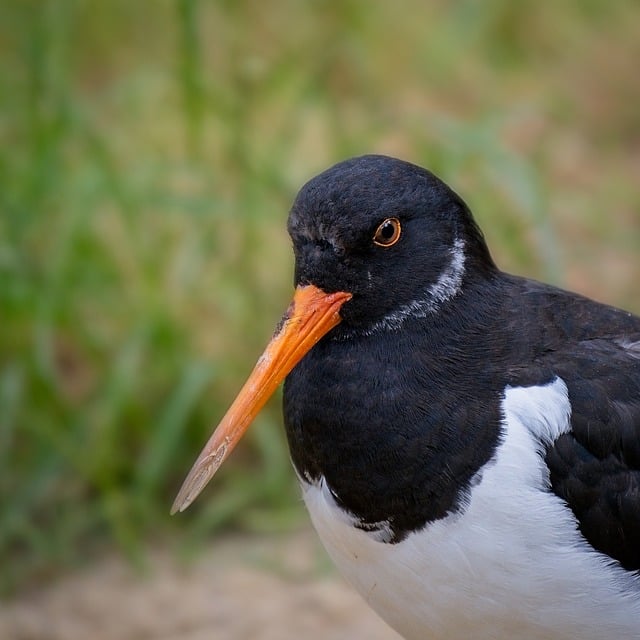Free download bird beak oystercatcher animal free picture to be edited with GIMP free online image editor