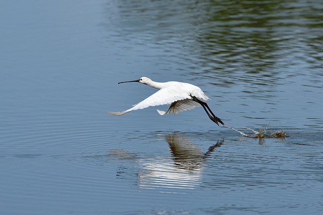 Free download bird beak wings pond fly away free picture to be edited with GIMP free online image editor
