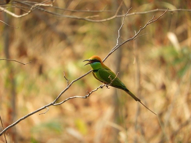 Free download Bird Bee-Eater Nature -  free photo or picture to be edited with GIMP online image editor