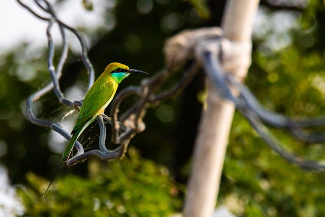 Free download bird bee eater wildlife perched free picture to be edited with GIMP free online image editor