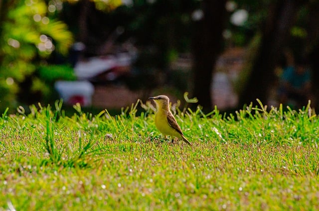 Free download bird bemtevi spring animal free picture to be edited with GIMP free online image editor