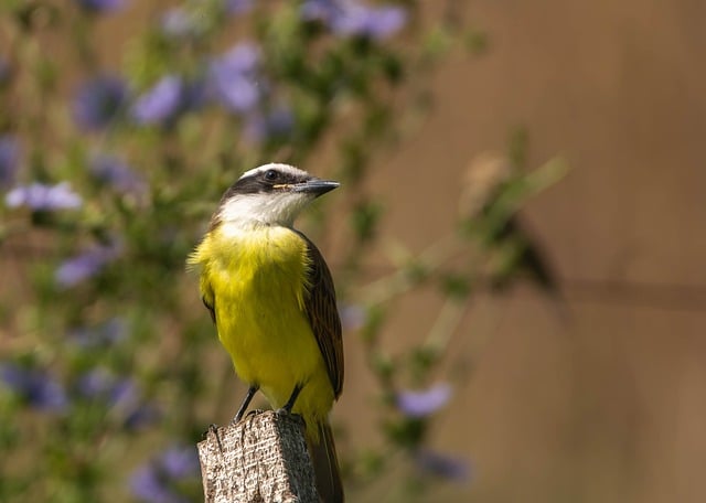 Free download bird big kiskadee branch free picture to be edited with GIMP free online image editor