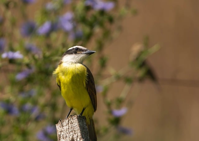 قم بتنزيل صورة Bird Big kiskadee مجانًا ليتم تحريرها باستخدام محرر الصور المجاني عبر الإنترنت من GIMP