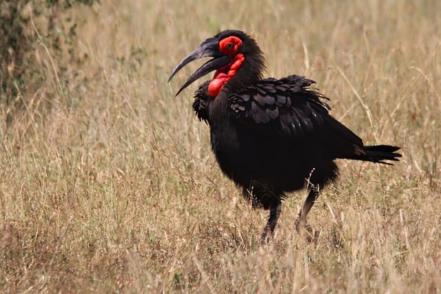 Free download bird bill southern ground hornbill free picture to be edited with GIMP free online image editor