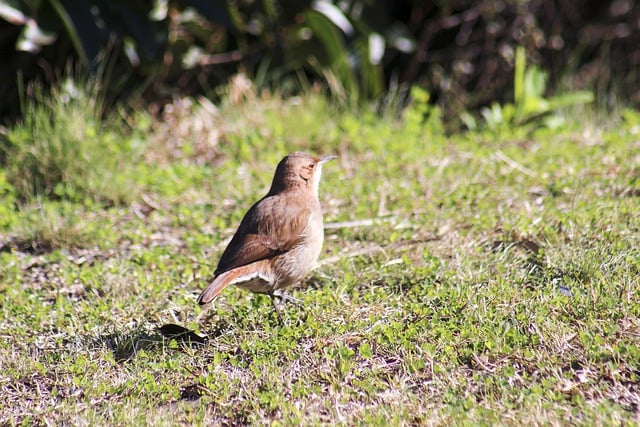 Free download bird birdie nature grass free picture to be edited with GIMP free online image editor