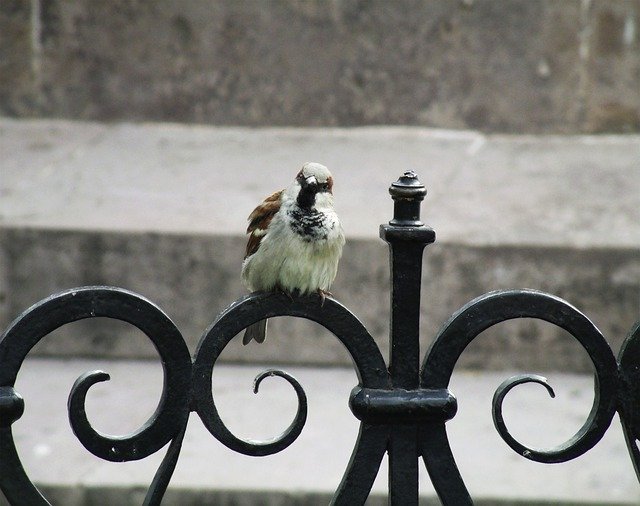 Free download Bird Birds In Focus Focused -  free photo or picture to be edited with GIMP online image editor