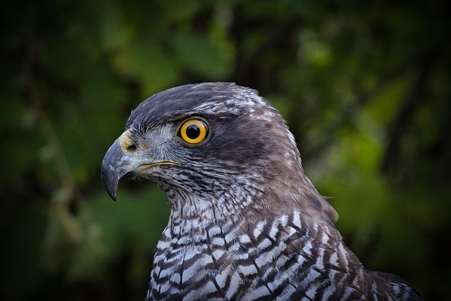 Téléchargement gratuit d'une image gratuite d'oiseaux de proie de la faune à modifier avec l'éditeur d'images en ligne gratuit GIMP