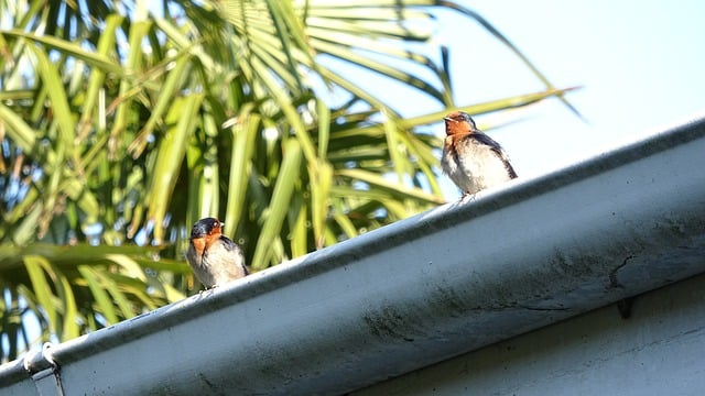 Free download bird birds on roof birds on gutter free picture to be edited with GIMP free online image editor
