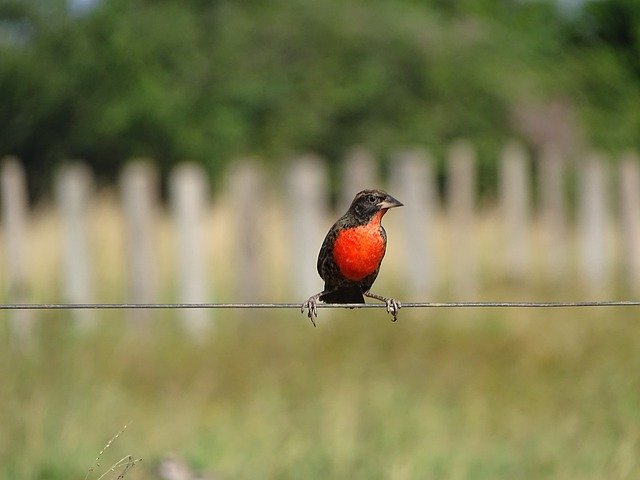 Gratis download Vogel Vogels Rood Zwart Dier - gratis foto of afbeelding om te bewerken met de online GIMP-afbeeldingseditor