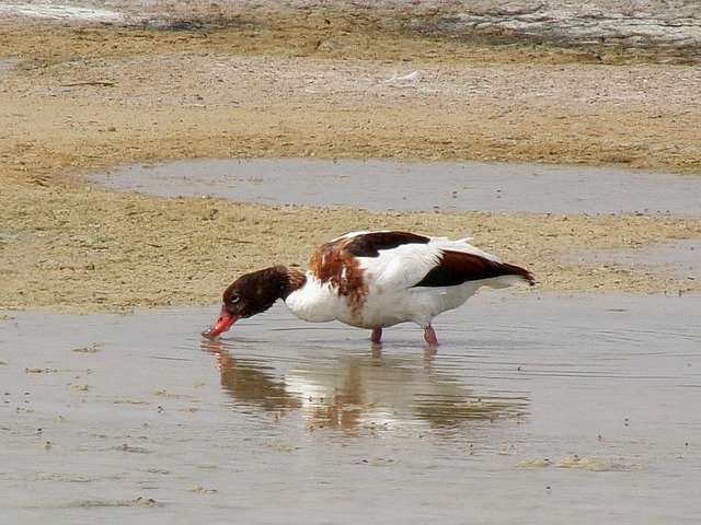 Free download Bird Birdwatching Nature -  free photo or picture to be edited with GIMP online image editor