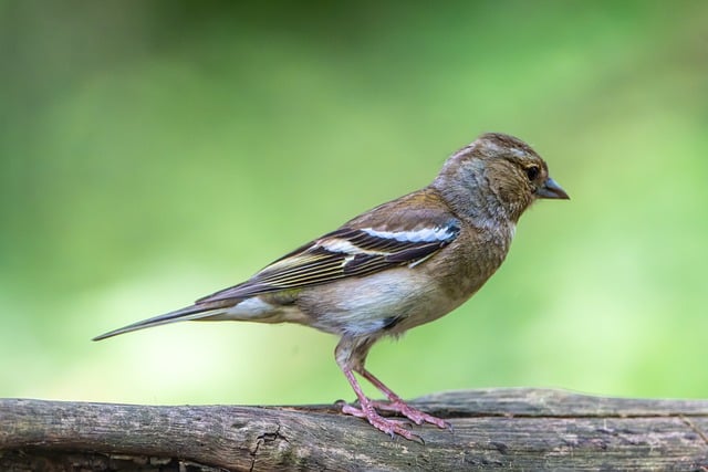 Free download bird bird watching nature background free picture to be edited with GIMP free online image editor