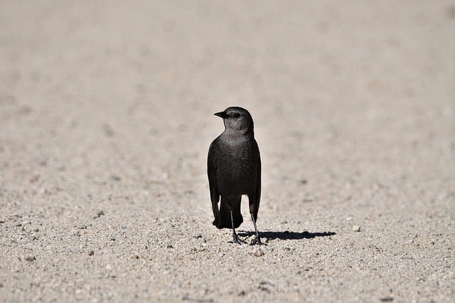 Free download bird birdwatching wildlife animal free picture to be edited with GIMP free online image editor