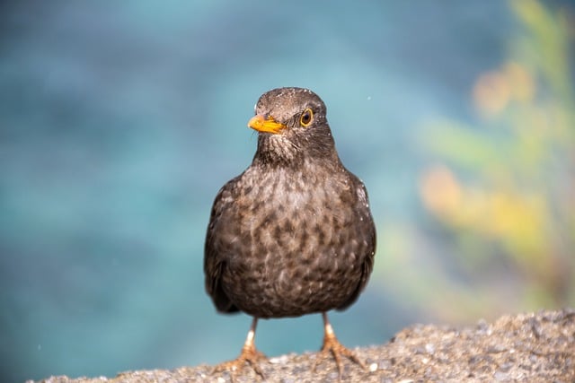 Free download bird blackbird animal close up free picture to be edited with GIMP free online image editor