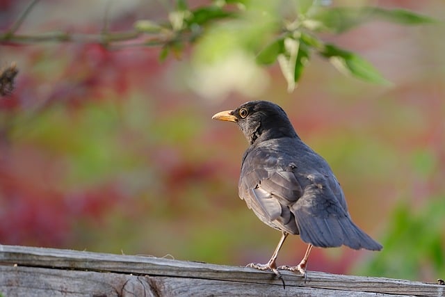 Free download bird blackbird beak plumage free picture to be edited with GIMP free online image editor
