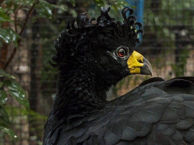 ດາວ​ໂຫຼດ​ຟຣີ Bird Blackbird Brazil - ຟຣີ​ຮູບ​ພາບ​ຫຼື​ຮູບ​ພາບ​ທີ່​ຈະ​ໄດ້​ຮັບ​ການ​ແກ້​ໄຂ​ທີ່​ມີ GIMP ອອນ​ໄລ​ນ​໌​ບັນ​ນາ​ທິ​ການ​ຮູບ​ພາບ​