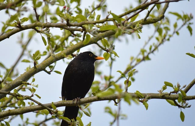 Free download bird blackbird feathers male free picture to be edited with GIMP free online image editor