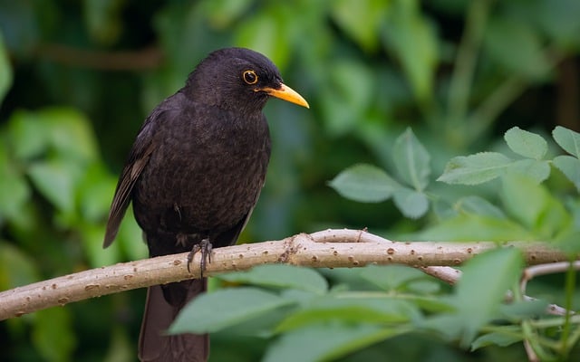 Free download bird blackbird leaves branch beak free picture to be edited with GIMP free online image editor