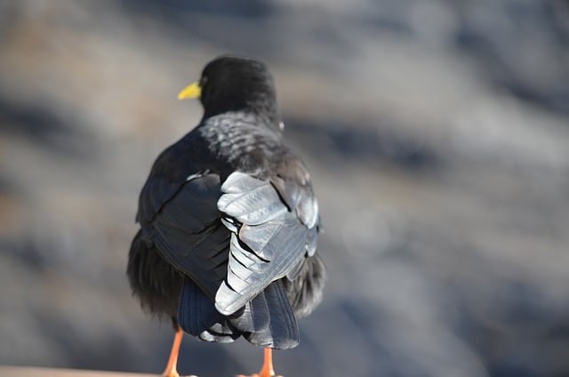 Free download bird blackbird nature animal free picture to be edited with GIMP free online image editor