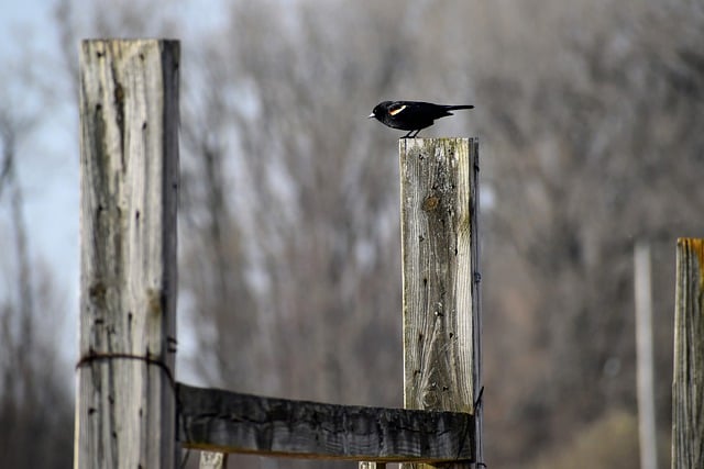 Free download bird blackbird nature marsh free picture to be edited with GIMP free online image editor