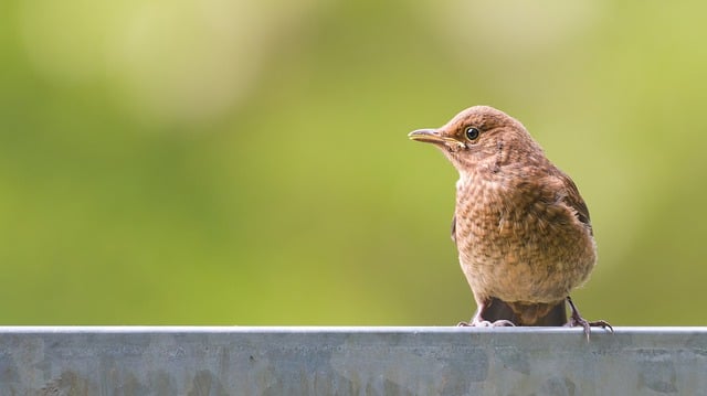 Free download bird blackbird ornithology species free picture to be edited with GIMP free online image editor