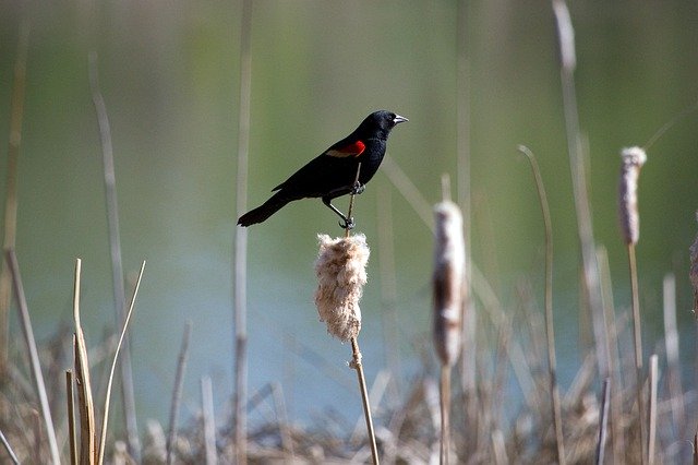 Téléchargement gratuit d'oiseau Blackbird Redwing - photo ou image gratuite à éditer avec l'éditeur d'images en ligne GIMP