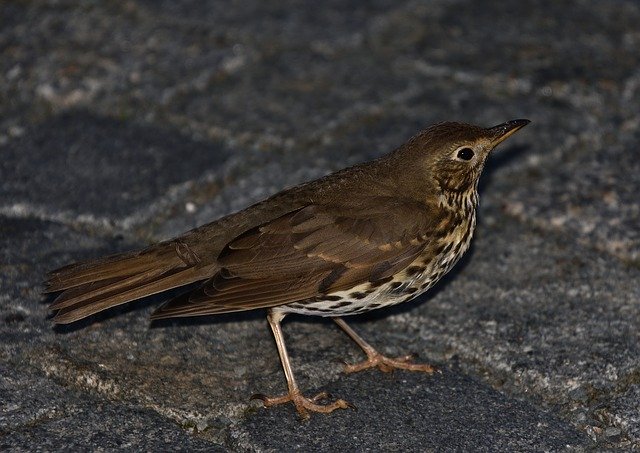 ดาวน์โหลดฟรี Bird Blackbird Sitting - ภาพถ่ายหรือรูปภาพฟรีที่จะแก้ไขด้วยโปรแกรมแก้ไขรูปภาพออนไลน์ GIMP