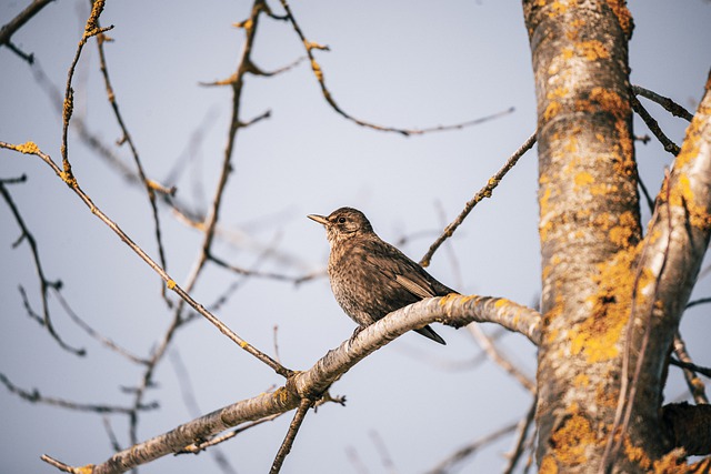 Free download bird blackbird songbird tree free picture to be edited with GIMP free online image editor