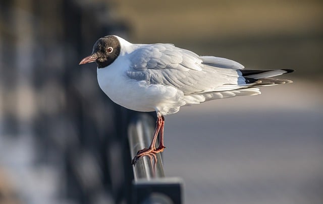 Free download bird black headed gull free picture to be edited with GIMP free online image editor