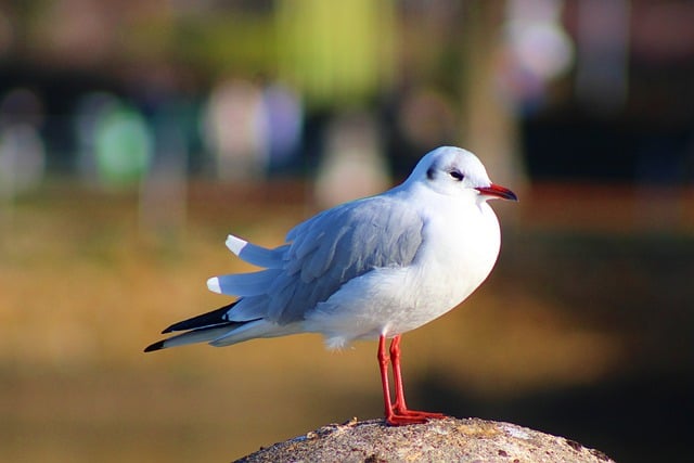 Free graphic bird black headed gull water bird to be edited by GIMP free image editor by OffiDocs