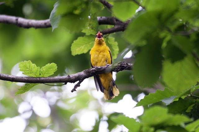 Free download bird black naped oriole ornithology free picture to be edited with GIMP free online image editor