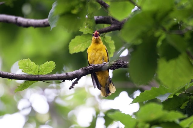 Muat turun percuma gambar percuma burung hitam naped oriole ornitologi untuk diedit dengan editor imej dalam talian percuma GIMP