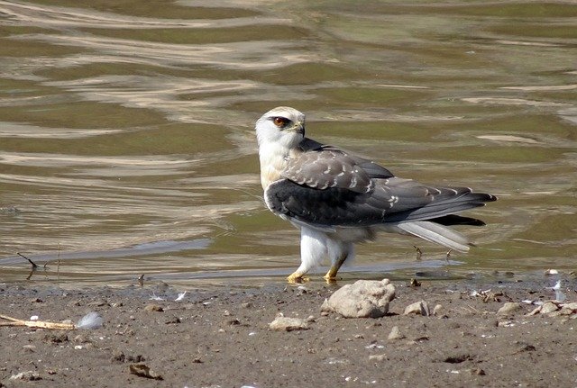 Free download Bird Black-Shouldered Kite Elanus free photo template to be edited with GIMP online image editor