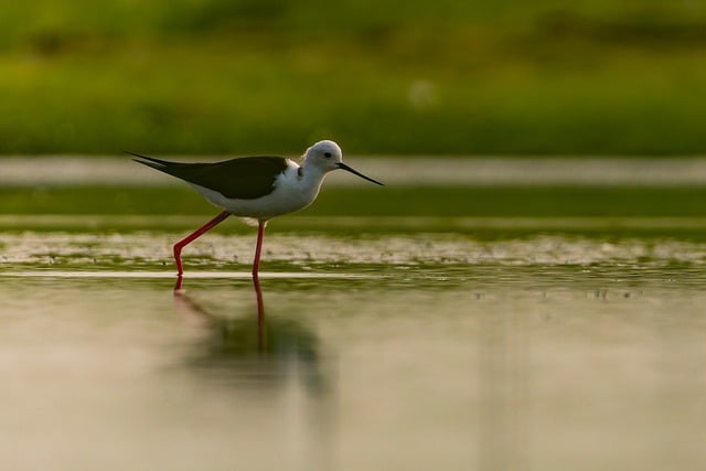 Free download bird black winged stilt water free picture to be edited with GIMP free online image editor