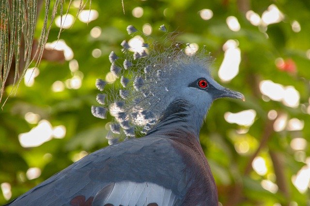 Téléchargement gratuit de Bird Blue - photo ou image gratuite à éditer avec l'éditeur d'images en ligne GIMP