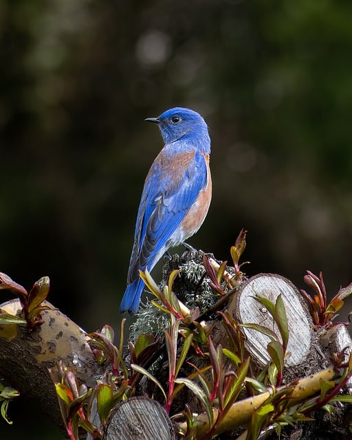 Descarga gratuita pájaro azul pájaro plumas animal imagen gratis para editar con GIMP editor de imágenes en línea gratuito