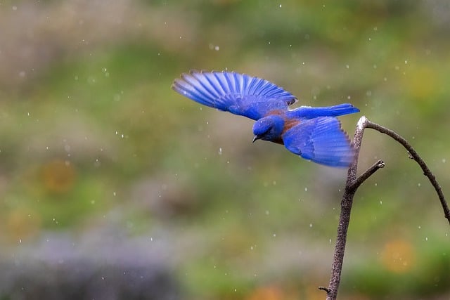 Free download bird bluebird nature flying free picture to be edited with GIMP free online image editor